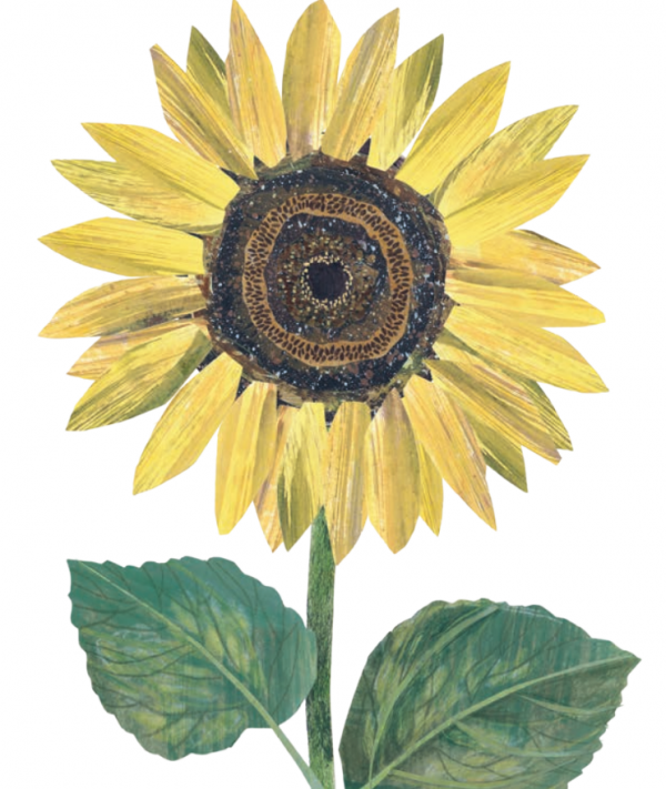 Sunflower Clover Robin