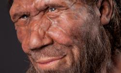 Neanderthal Model (c) Trustees of NHM